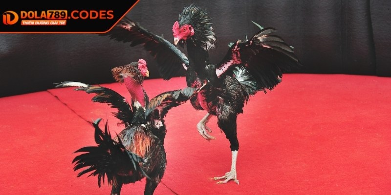 Đá Gà 4K DOLA789 - Trải Nghiệm Cá Cược Với Hình Ảnh Sắc Nét 3 Bí quyết hay từ chuyên gia khi tham gia chơi đá gà 4K
