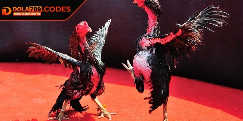 Đá Gà 4K DOLA789 - Trải Nghiệm Cá Cược Với Hình Ảnh Sắc Nét 2 Một số hình thức phổ biến