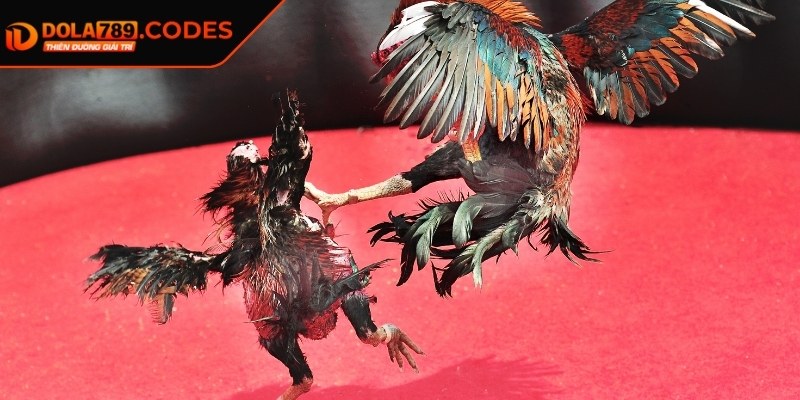 Đá Gà 4K DOLA789 - Trải Nghiệm Cá Cược Với Hình Ảnh Sắc Nét 1 Tìm hiểu đá gà 4K DOLA789 là gì