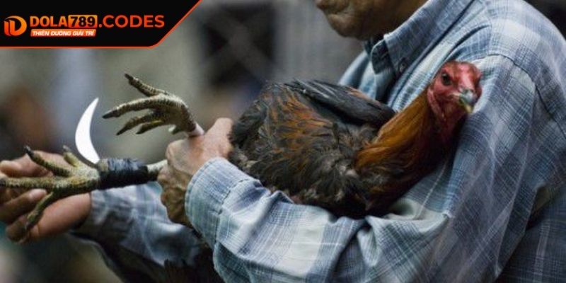 Đá Gà Cựa Dao DOLA789– Kịch Tính Trong Từng Phút Giây 3 Cách tham gia chinh phục bộ môn chọi kê