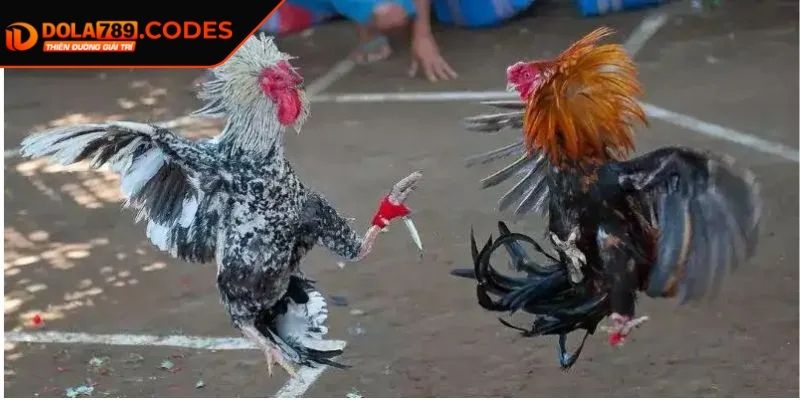Đá Gà Cựa Dao DOLA789– Kịch Tính Trong Từng Phút Giây 2 Tổng quan luật chơi dễ hiểu nhất