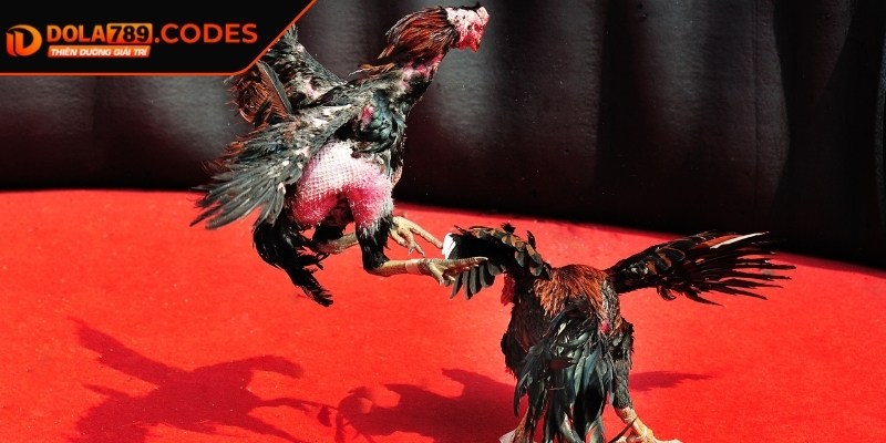 Đá Gà Cựa Sắt DOLA789 - Bí Quyết Thắng Lớn, Hiệu Quả 3 Áp dụng kinh nghiệm đặt cược hiệu quả