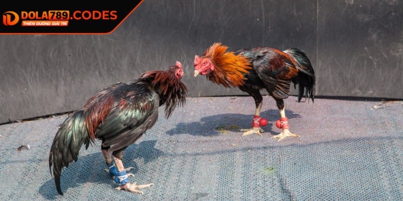 Đá Gà Cựa Sắt DOLA789 - Bí Quyết Thắng Lớn, Hiệu Quả 2 Hướng dẫn cách lắp cựa sắt đúng