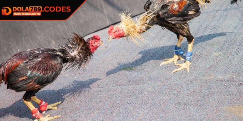 Đá Gà Cựa Sắt DOLA789 - Bí Quyết Thắng Lớn, Hiệu Quả 1 Tìm hiểu về đá gà cửa sắt DOLA789