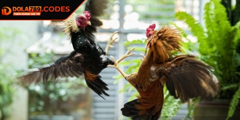 Đá Gà Thomo DOLA789 Thiên Đường Chọi Kê Số 1 Đông Nam Á 2 Những điểm đặc biệt có trong đá gà Thomo