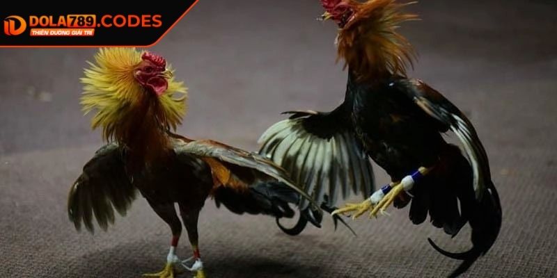 Đá Gà Thomo DOLA789 Thiên Đường Chọi Kê Số 1 Đông Nam Á 3 Tổng quan về luật chọi kê cần nắm