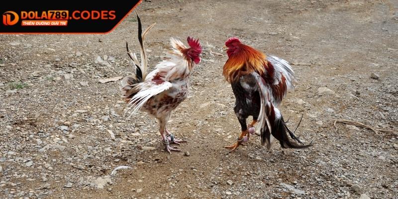 Đá Gà Tre DOLA789 - Tựa Game Cá Cược Kịch Tính Và Hấp Dẫn 2 Cách chọn gà chiến hiệu quả