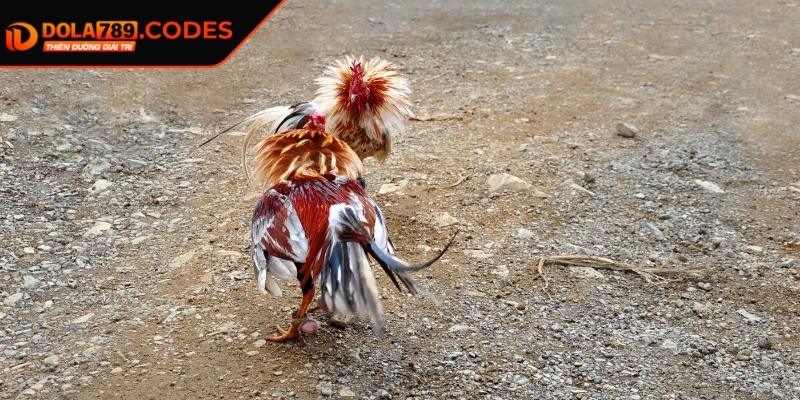 Đá Gà Tre DOLA789 - Tựa Game Cá Cược Kịch Tính Và Hấp Dẫn 1 Giới thiệu sơ bộ về đá gà tre DOLA789
