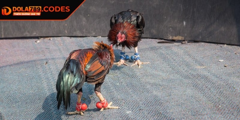 Đá Gà Tre DOLA789 - Tựa Game Cá Cược Kịch Tính Và Hấp Dẫn 3 Mẹo hay cho hội viên áp dụng