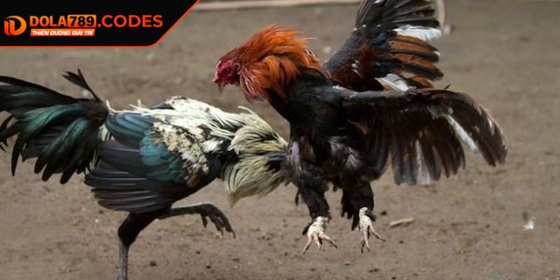 Đá gà trực tiếp DOLA789 - Chiến Trường Đầy Khốc Liệt 2 Phân loại các sảnh cược hiện nay