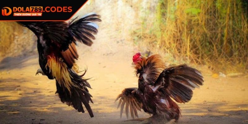 Đá gà trực tiếp DOLA789 - Chiến Trường Đầy Khốc Liệt 1 Thông tin chi tiết đá gà trực tiếp DOLA789