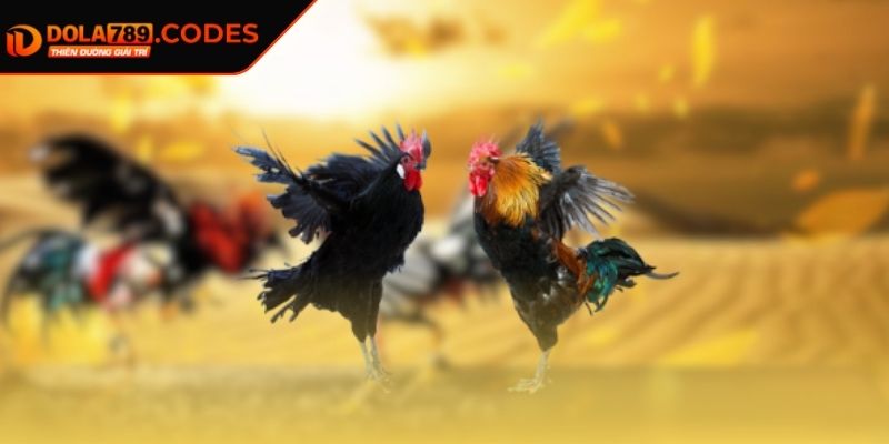 Đá gà trực tiếp DOLA789 - Chiến Trường Đầy Khốc Liệt 3 Tổng hợp thể loại chọi kê cuốn hút nhất
