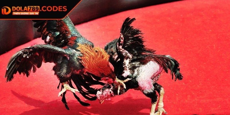 Kèo Máu DOLA789 - Bí Quyết Thắng Lớn Trong Cá Cược Đá Gà 2 Điểm qua một số ưu điểm nổi bật khi chơi loại kèo máu